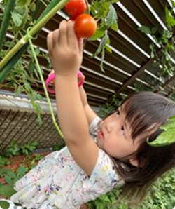 タネから育てた野菜を収穫してパン作り