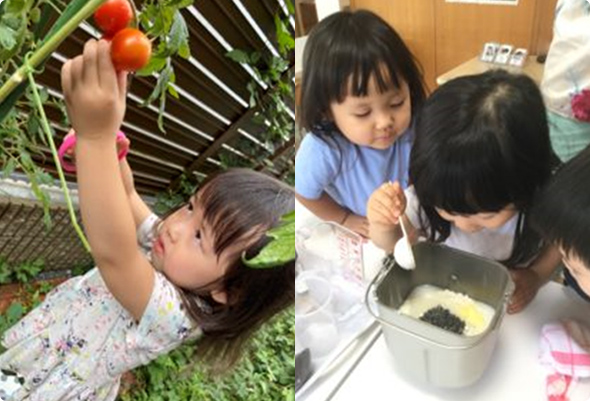 タネから育てた野菜を収穫してパン作り