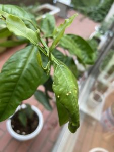 アゲハ蝶の卵