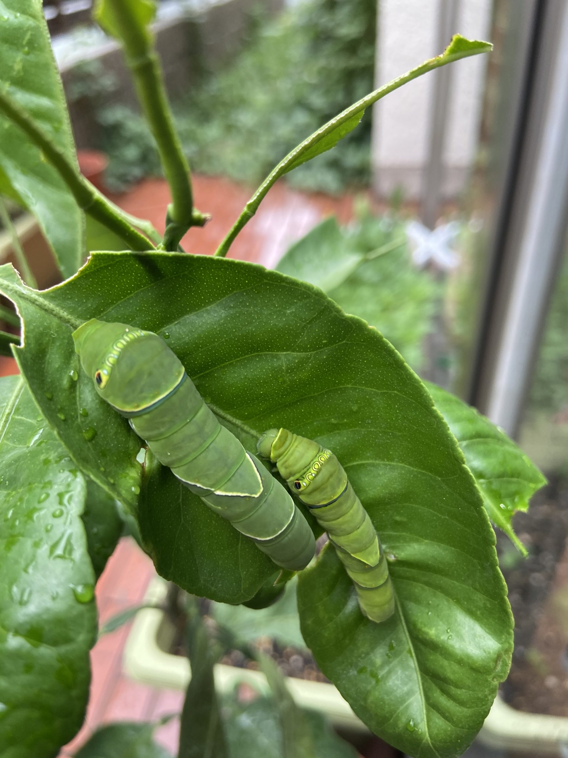 八朔の葉　無農薬　アゲハ蝶の餌