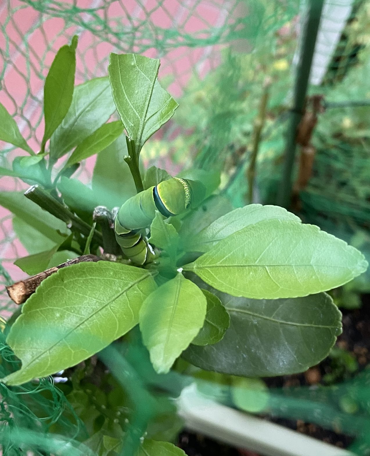 夏みかんの葉 160枚 葉 アゲハ 虫 餌 みかん 葉 - 虫類用品