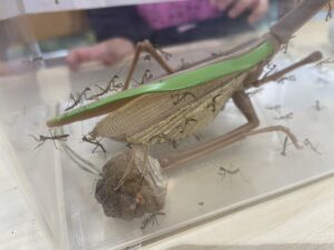 カマキリの赤ちゃん誕生に感動 フロンティアキッズ