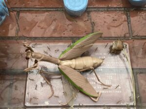 カマキリの赤ちゃん誕生に感動 フロンティアキッズ