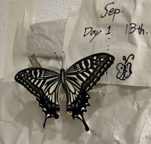 越冬するタイプの蛹としない蛹の違いがわかる アゲハ蝶の成長観察記録 21 フロンティアキッズ