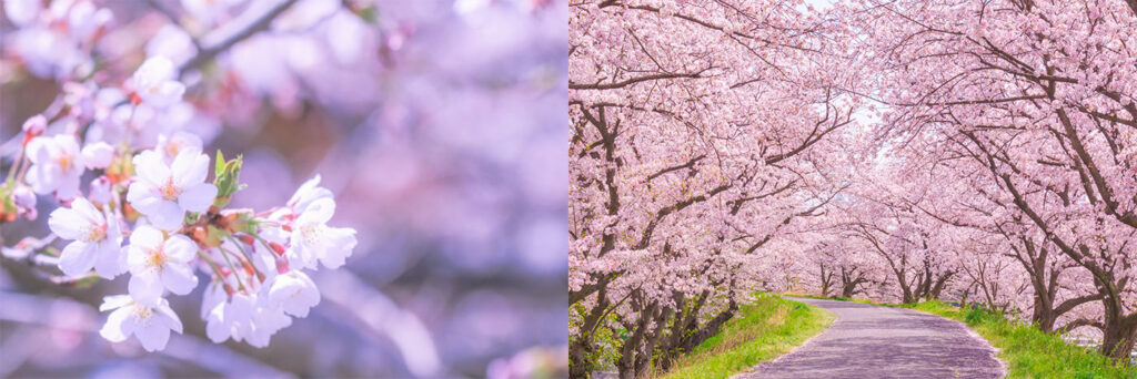 桜咲く風景