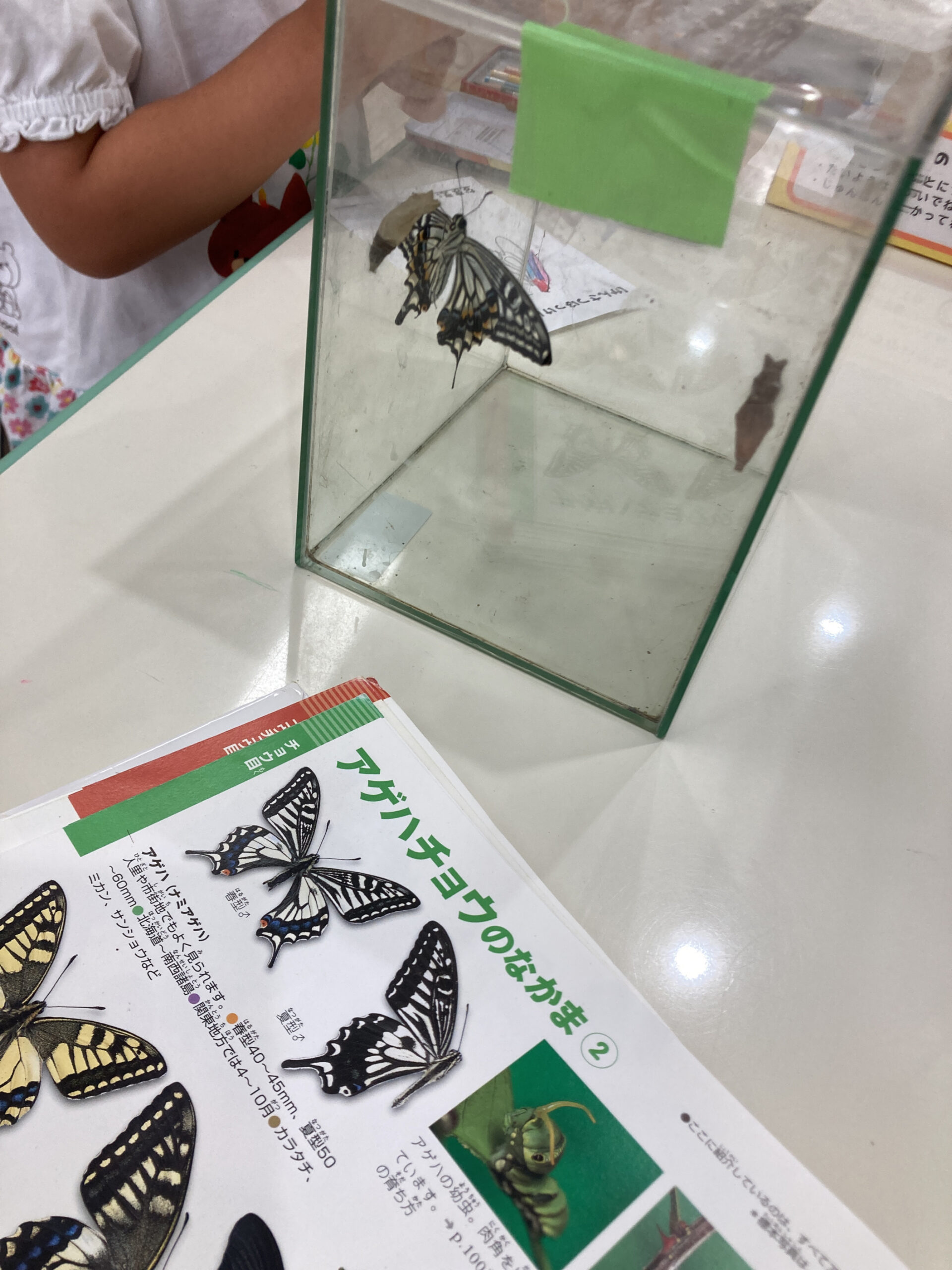 フロンティアキッズ ブログ記事 夏を楽しんでいます♪のイメージサムネイル画像
