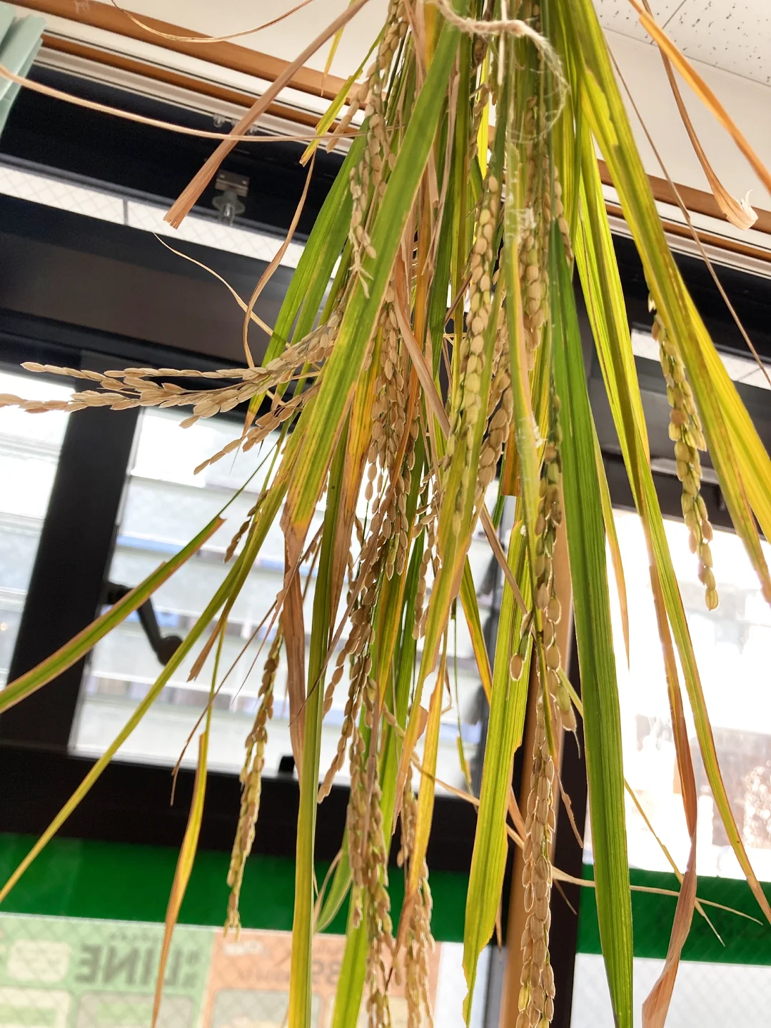 フロンティアキッズ ブログ記事 少しさかのぼって…収穫と種まきをしました！のイメージサムネイル画像