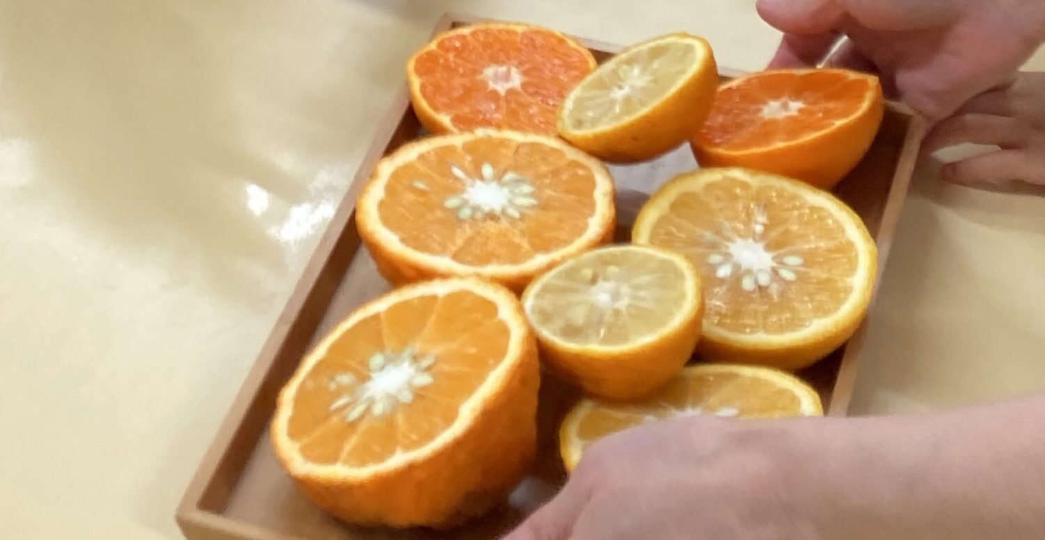 フロンティアキッズ ブログ記事 五感で味わう「冬のおしごと」～柑橘類の絞り体験～のイメージサムネイル画像