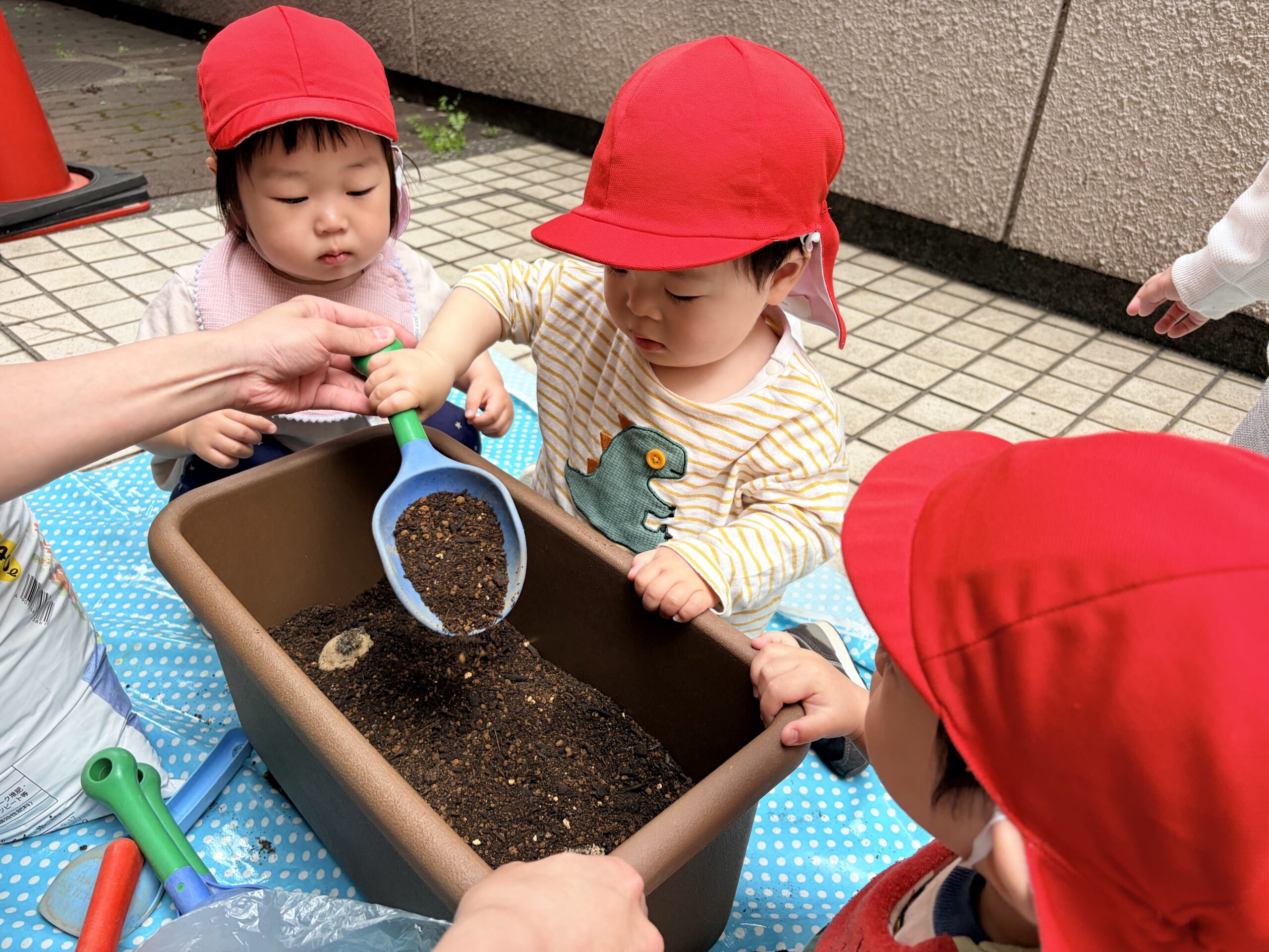 フロンティアキッズ ブログ記事 じゃがいも栽培が始まりました！のイメージサムネイル画像