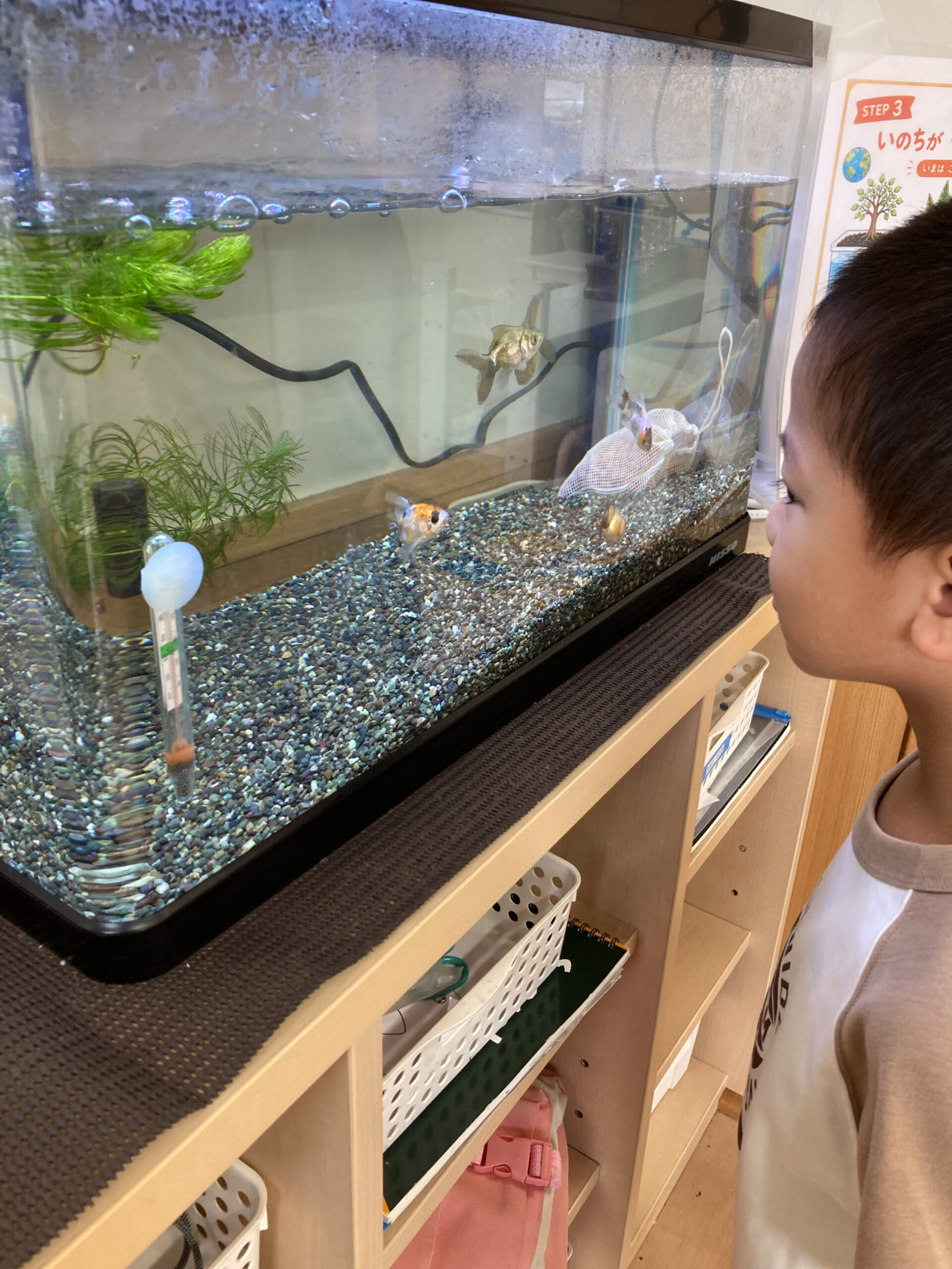 フロンティアキッズ ブログ記事 水から広がる学び ― アクアポニックスづくり ― 💧🌱🐟のイメージサムネイル画像